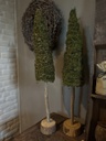 kerstboom mos